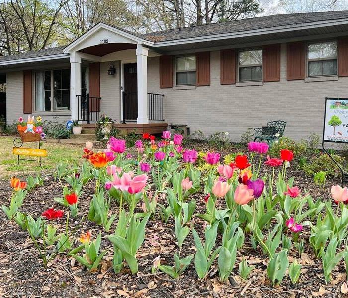 spring tulips in Tupelo Mississippi